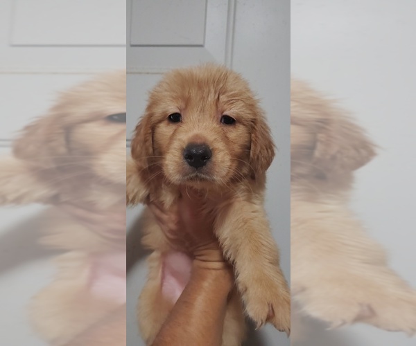 Medium Photo #1  Breeder Profile in FRESNO, CA, USA