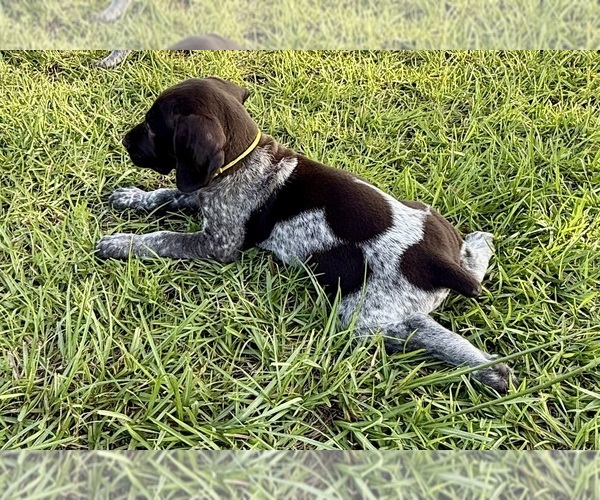 Medium Photo #32  Breeder Profile in LYONS, GA, USA