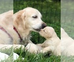 Small breeder photo