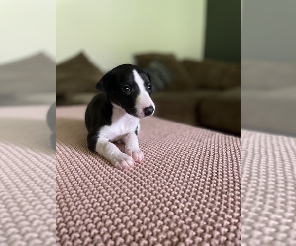 Medium Photo #7  Breeder Profile in OKLAHOMA CITY, OK, USA