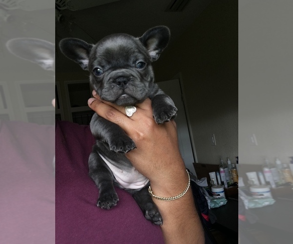 Medium Photo #1  Breeder Profile in MIAMI, FL, USA