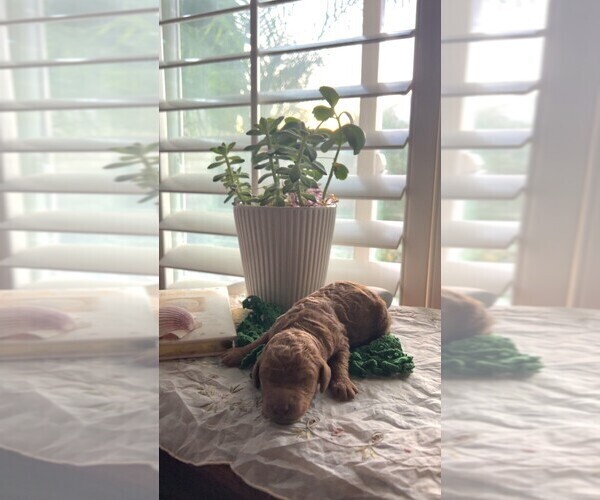 Medium Photo #38  Breeder Profile in FOUNTAIN VALLEY, CA, USA