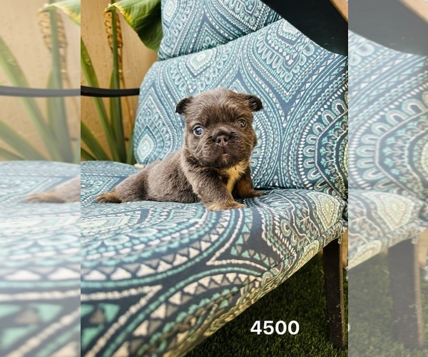 Medium Photo #4  Breeder Profile in SAN ANTONIO, TX, USA