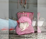 Small #1 Breeder Profile image