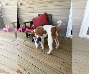 Main photo of Zuchon Dog Breeder near ANNA, IL, USA