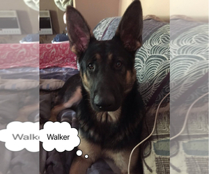 Main photo of German Shepherd Dog Dog Breeder near ATHALIA, OH, USA
