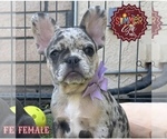 Small #4 Breeder Profile image