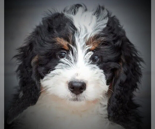 Medium Photo #1  Breeder Profile in JUSTIN, TX, USA