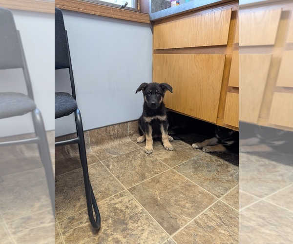 Medium Photo #5  Breeder Profile in ESSEX, IL, USA