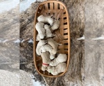 Small breeder photo