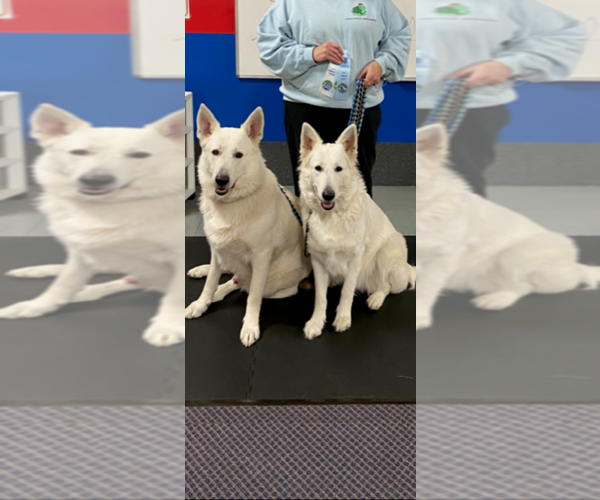 Medium Photo #1  Breeder Profile in CHIPPEWA FALLS, WI, USA