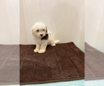 Small breeder photo