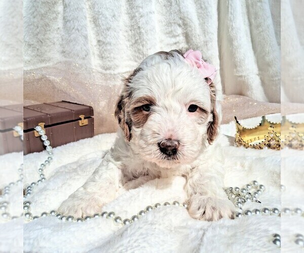 Medium Photo #10  Breeder Profile in GASTONIA, NC, USA