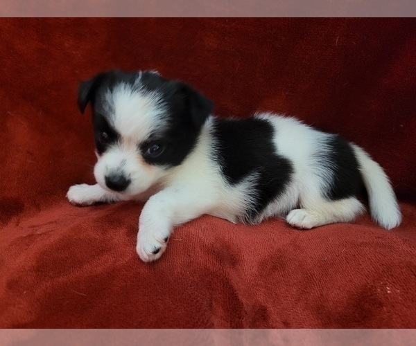 Medium Photo #150  Breeder Profile in AKRON, OH, USA