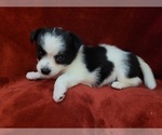 Small #149 Breeder Profile image