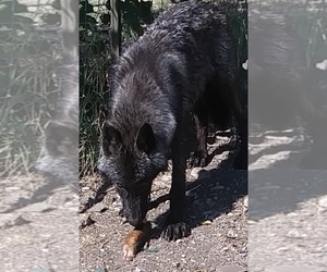 Wolf Hybrid Dog Breeder near ROCKSPRINGS, TX, USA