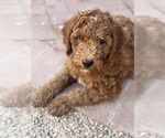 Small #1 Breeder Profile image