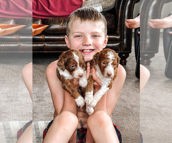 Medium Photo #20  Breeder Profile in SHIOCTON, WI, USA