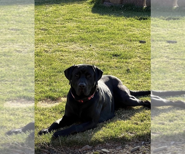 Medium Photo #2  Breeder Profile in MESA, WA, USA