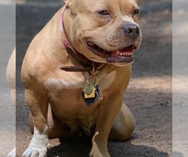 Medium Photo #16  Breeder Profile in SANTA CRUZ, CA, USA