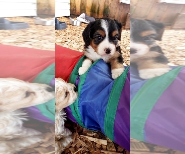 Medium Photo #9  Breeder Profile in LEBANON, OR, USA