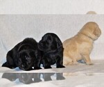 Small breeder photo