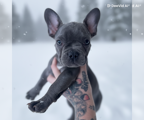 Medium Photo #10  Breeder Profile in BAKERSFIELD, CA, USA