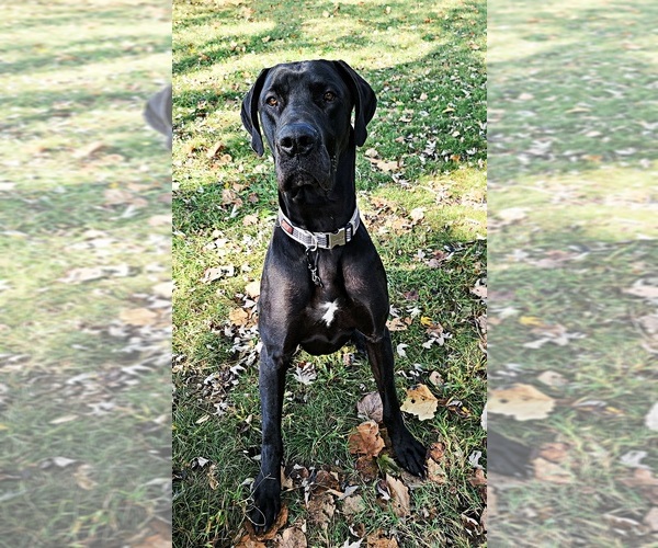Medium Photo #1  Breeder Profile in VAN BUREN, AR, USA