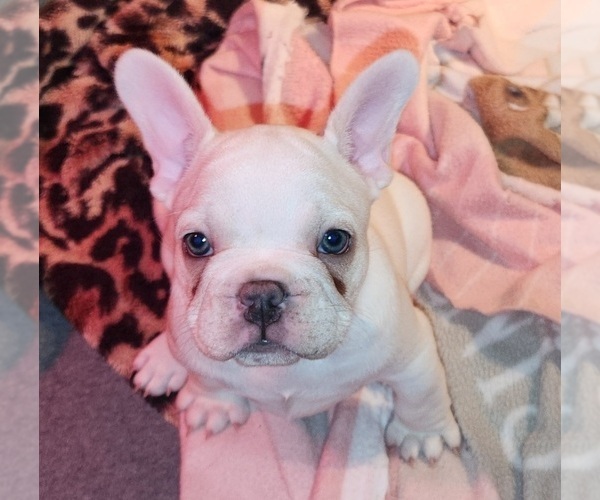 Medium Photo #8  Breeder Profile in BAKER CITY, OR, USA