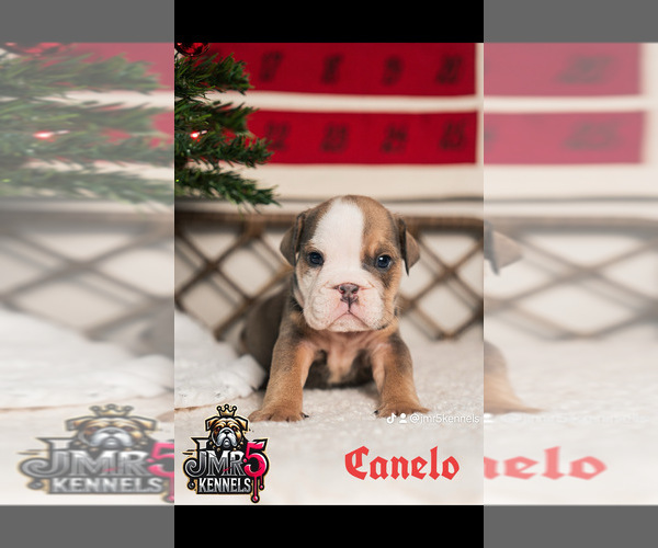 Medium Photo #1  Breeder Profile in PORTERVILLE, CA, USA