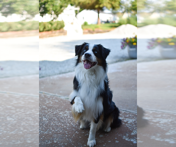 Medium Photo #23  Breeder Profile in GOSHEN, KY, USA