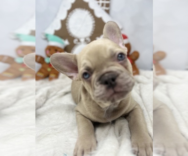Medium Photo #7  Breeder Profile in PENN VALLEY, CA, USA