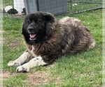 Small #112 Breeder Profile image