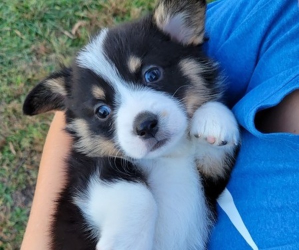 Medium Photo #29  Breeder Profile in AMERICUS, KS, USA