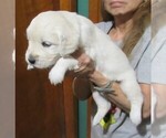 Small Photo #36  Breeder Profile in NORTHWOOD, OH, USA