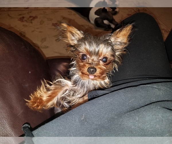 Medium Photo #55  Breeder Profile in NEENAH, WI, USA