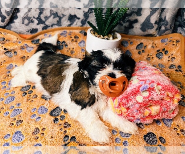 Medium Photo #1  Breeder Profile in RALEIGH, NC, USA