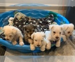 Small breeder photo