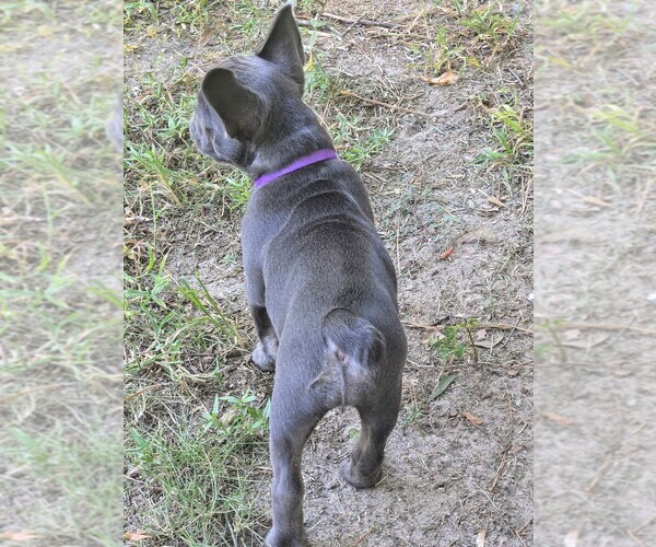 Medium Photo #11  Breeder Profile in COLUMBUS, GA, USA