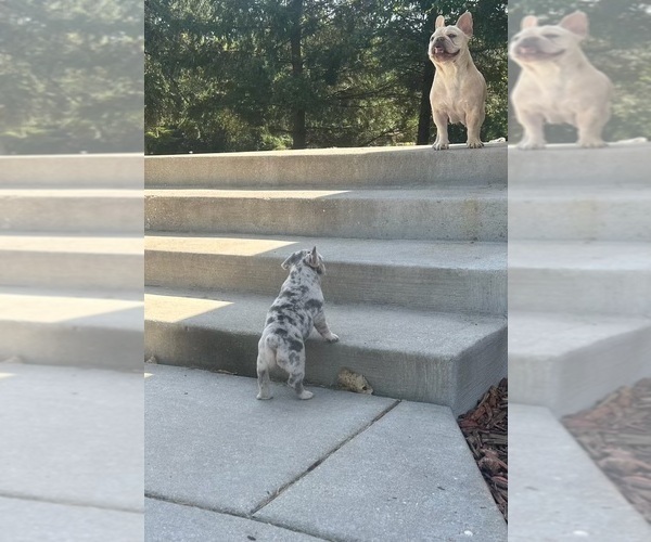 Medium Photo #1  Breeder Profile in SUSSEX, WI, USA