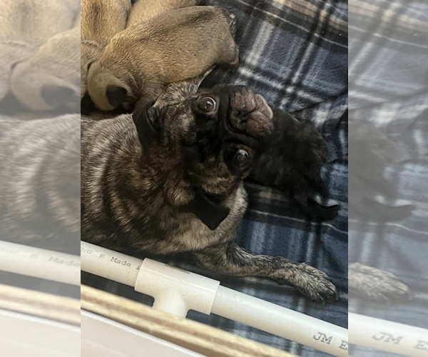 Medium Photo #1  Breeder Profile in GRAHAM, WA, USA