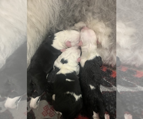 Medium Photo #1  Breeder Profile in CENTURY, FL, USA