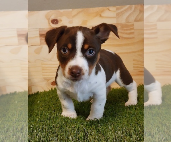 Medium Photo #35  Breeder Profile in CLAREMORE, OK, USA