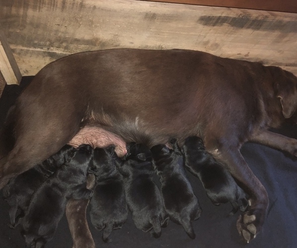 Medium Photo #1  Breeder Profile in HANNACROIX, NY, USA