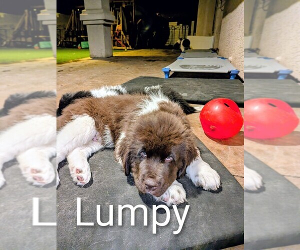 Medium Photo #18  Breeder Profile in LAS VEGAS, NV, USA