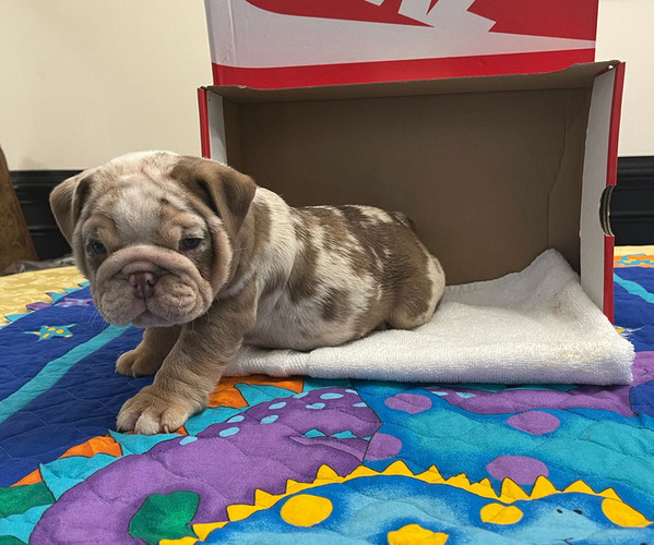 Medium Photo #6  Breeder Profile in STOCKBRIDGE, GA, USA