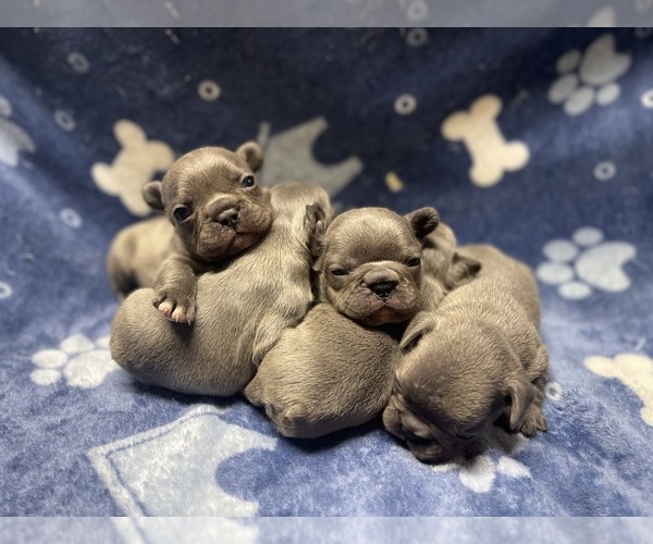 Medium Photo #1  Breeder Profile in MODESTO, CA, USA