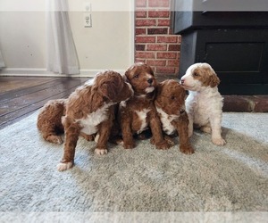 Goldendoodle (Miniature) Dog Breeder near CARLISLE, PA, USA