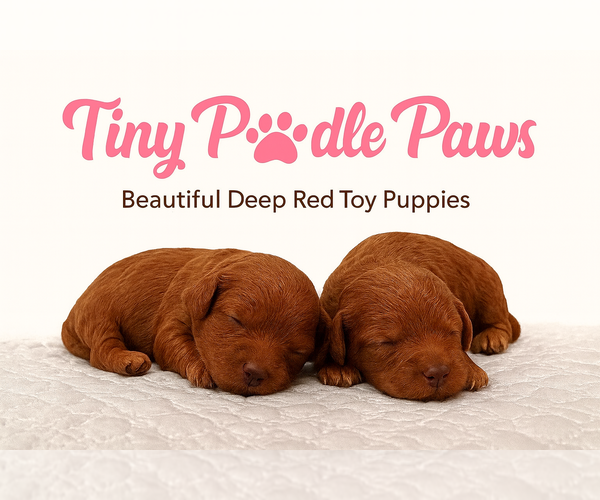 Medium Photo #1  Breeder Profile in ANAHEIM, CA, USA