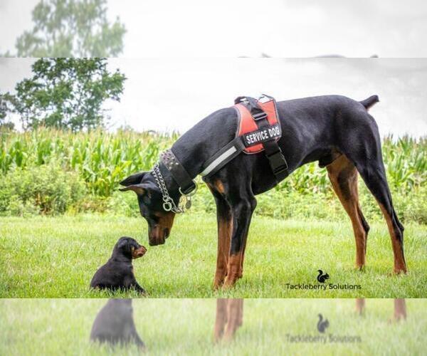 Medium Photo #1  Breeder Profile in MOUNT OLIVE, NC, USA